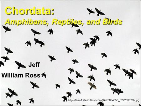 Chordata: Amphibans, Reptiles, and Birds  William Ross Jeff.
