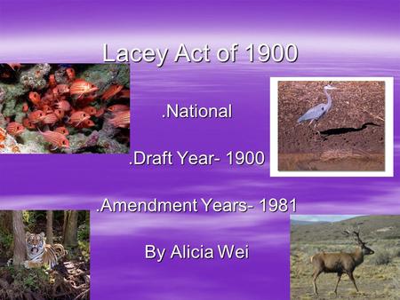 Lacey Act of 1900.National.Draft Year- 1900.Amendment Years- 1981 By Alicia Wei.