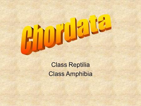 Class Reptilia Class Amphibia