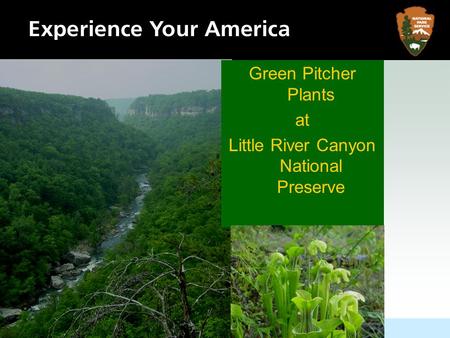 Green Pitcher Plants at Little River Canyon National Preserve.