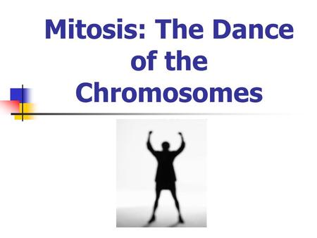 Mitosis: The Dance of the Chromosomes