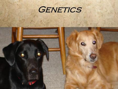 Genetics.
