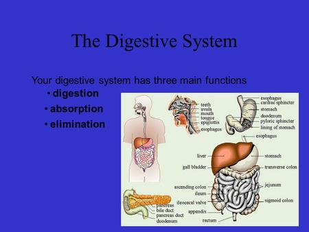 The Digestive System Your digestive system has three main functions