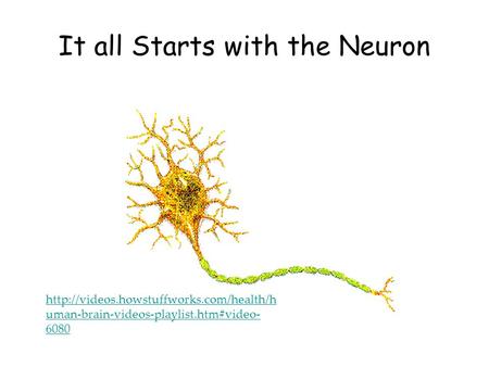 It all Starts with the Neuron