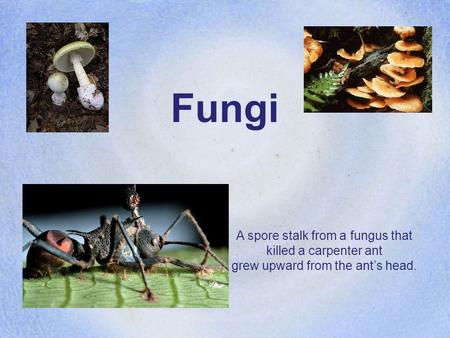Fungi A spore stalk from a fungus that killed a carpenter ant
