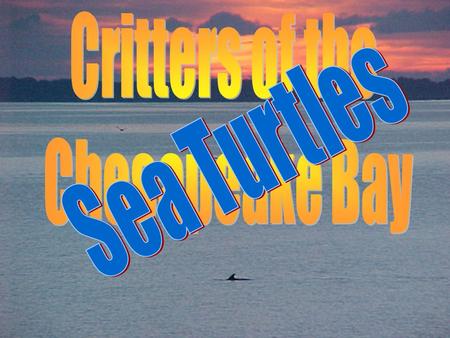 SEA TURTLES Between 5,000 and 10,000 sea turtles enter the Chesapeake Bay each spring or summer.