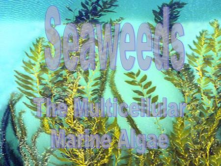 Seaweeds The Multicellular Marine Algae.