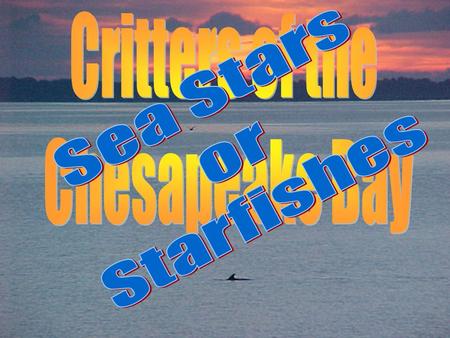 Critters of the Chesapeake Bay Sea Stars or Starfishes.