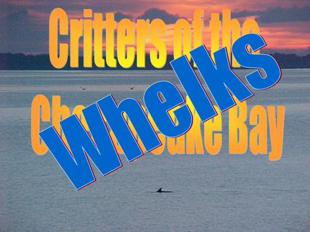 Critters of the Chesapeake Bay Whelks.