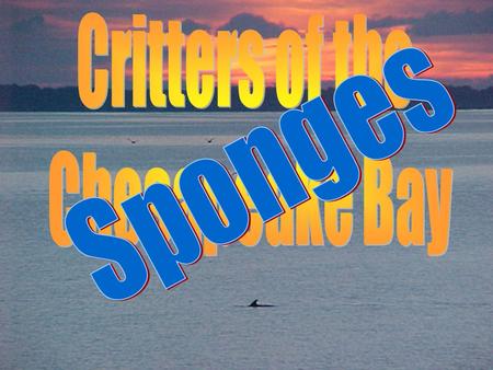 Critters of the Chesapeake Bay Sponges.