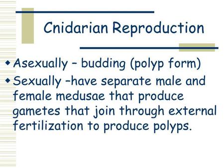 Cnidarian Reproduction Asexually – budding (polyp form) Sexually –have separate male and female medusae that produce gametes that join through external.