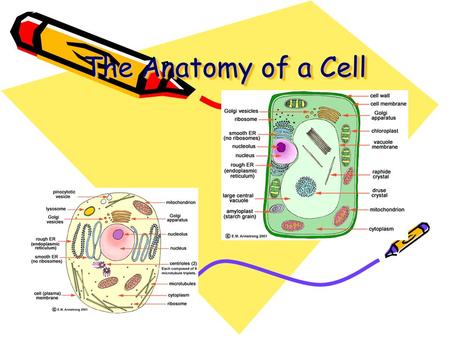 The Anatomy of a Cell.