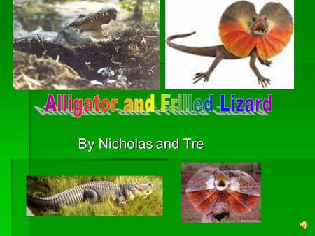 Animal homes How animals construct their homes and the materials they use.  - ppt download