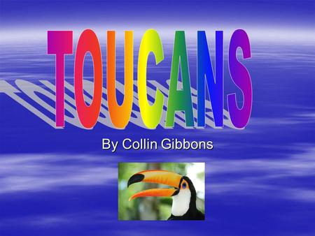 TOU can s TOUCANS By Collin Gibbons.