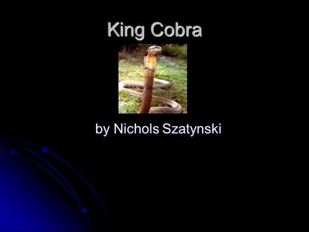 King Cobra by Nichols Szatynski.