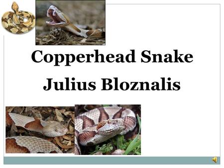 Copperhead Snake Julius Bloznalis.