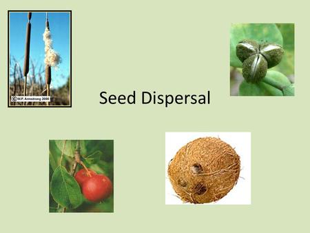 Seed Dispersal.