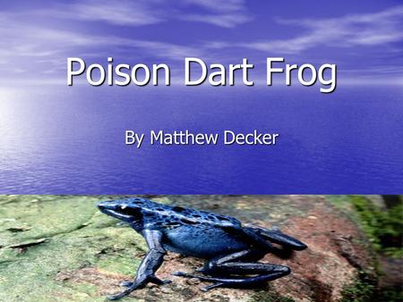 Poison Dart Frog By Matthew Decker.