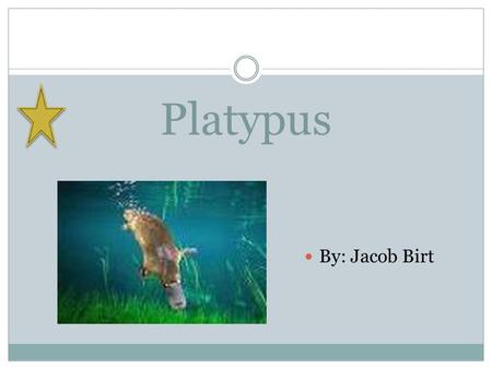 Platypus By: Jacob Birt. What it looks like A platypus is about the size of a house cat. It has a venomous spike. It can use it for a defense.