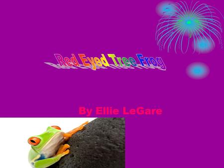 Red Eyed Tree Frog By Ellie LeGare.