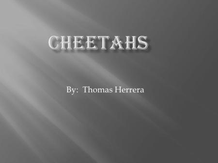 By: Thomas Herrera. Cheetahs have tan fur. Cheetahs also have black spots. Cheetahs have a very long tail.