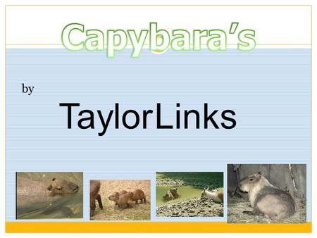 Capybara’s by Taylor Links.