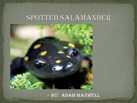 By: adam maxwell. THEY HAVE YELLOW AND BLACK SPOTS. IT LOOKS LIKE FLAMES. THEY HAVE FOUR LEGS AND A LONG TAIL.