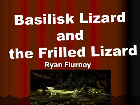 Basilisk Lizard and the Frilled Lizard