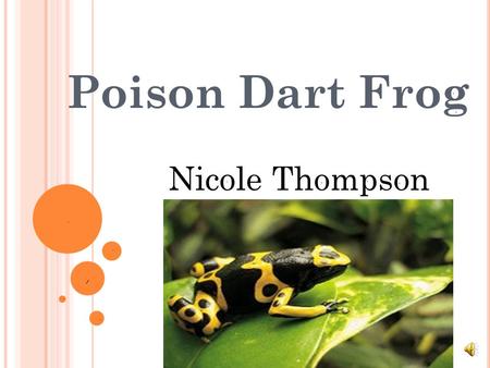 Poison Dart Frog Nicole Thompson.