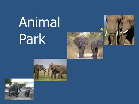 Animal Park Today we will read about a park in Africa. People can watch wild animals there. What animals do you know that live in Africa?