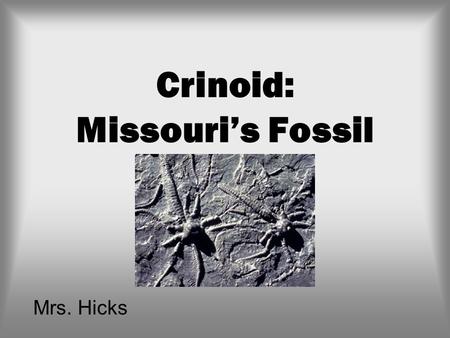 Crinoid: Missouris Fossil Mrs. Hicks. What is a crinoid?? Attached firmly to the ocean floor and swaying gently in the ocean currents, crinoids resemble.