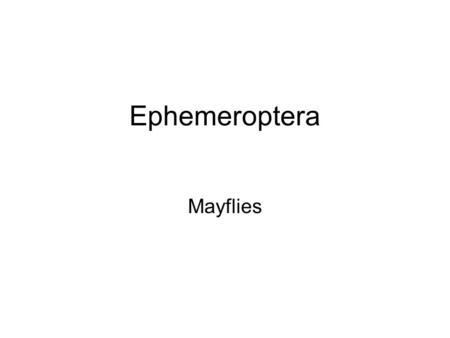 Ephemeroptera Mayflies.