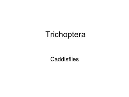 Trichoptera Caddisflies.