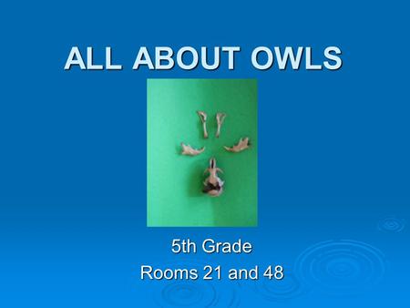 ALL ABOUT OWLS 5th Grade Rooms 21 and 48.
