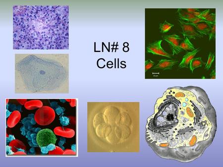 LN# 8 Cells.