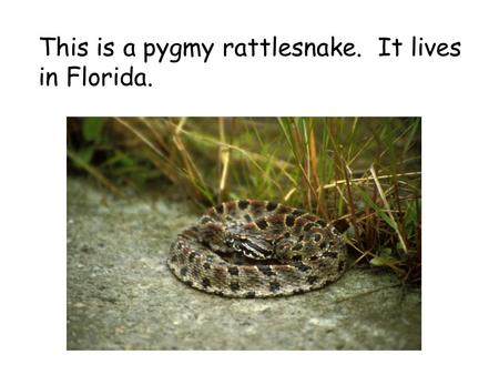 This is a pygmy rattlesnake. It lives in Florida..