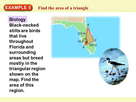 EXAMPLE 5 Find the area of a triangle Biology Black-necked stilts are birds that live throughout Florida and surrounding areas but breed mostly in the.
