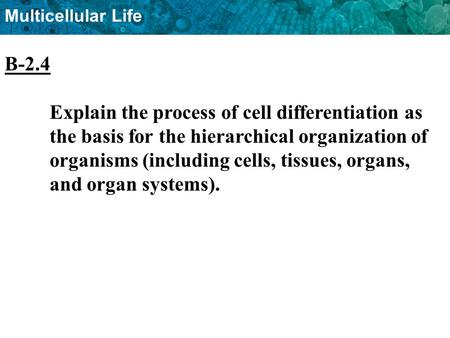 B-2.4 Explain the process of cell differentiation as 	the basis for the hierarchical organization of 	organisms (including cells, tissues, organs, 	and.
