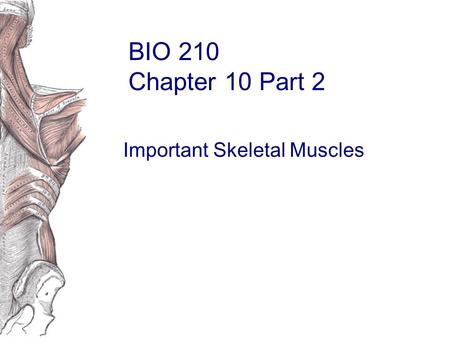 Important Skeletal Muscles