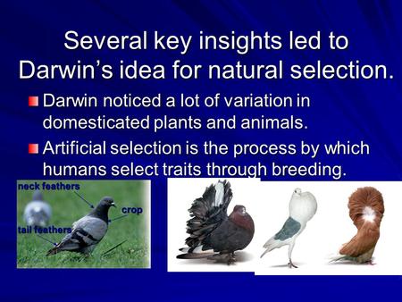 Several key insights led to Darwin’s idea for natural selection.