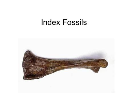 Index Fossils.