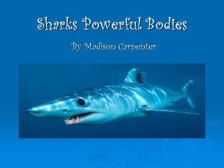 Sharks Powerful Bodies By Madison Carpenter. Did you know ? Sharks have no bones but they have cartilage. Sharks have no bones but they have cartilage.