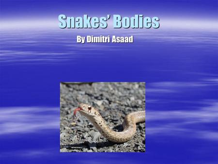 Snakes Bodies By Dimitri Asaad. Snakes are Reptiles. Snakes are Reptiles. They are related to lizards, turtles, alligators and crocodiles. They are related.