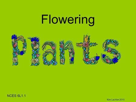 Flowering NCES 6L1.1 Kim Lachler 2010.