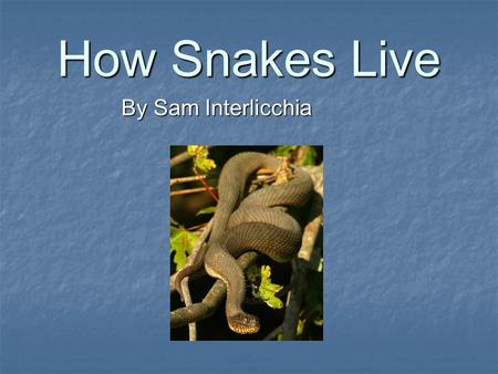 How Snakes Live By Sam Interlicchia. Snakes live everywhere except Arctic, Antarctica, Iceland, Ireland, New Zealand and some ocean islands. Snakes live.