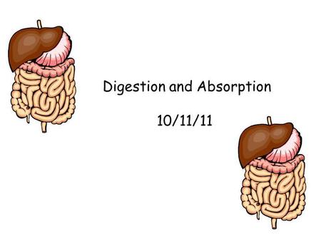 Digestion and Absorption 10/11/11