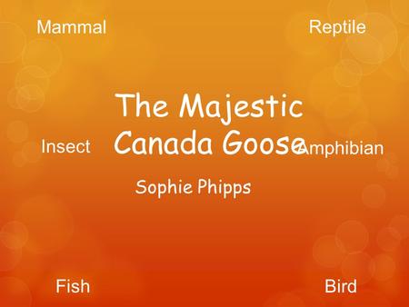 Sophie Phipps The Majestic Canada Goose Mammal Reptile BirdFish Insect Amphibian.