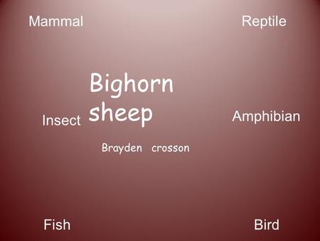Brayden crosson Bighorn sheep Mammal Reptile BirdFish Insect Amphibian.