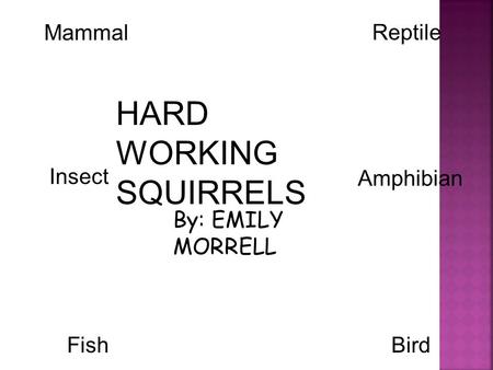 By: EMILY MORRELL Mammal Reptile BirdFish Insect Amphibian HARD WORKING SQUIRRELS.