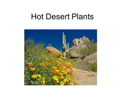 Hot Desert Plants. Some times the desert is in bloom Blooms occur after rain storms The flowering plants are ephemerals – only there for a short time.